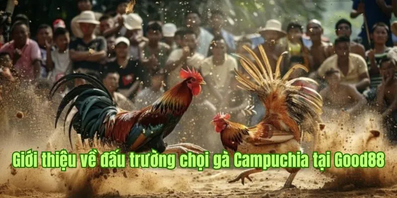 Đá Gà Campuchia Good88 - Đấu Trường Sôi Động Dành Cho Sư Kê 3 Giới thiệu về đấu trường chọi gà Campuchia tại Good88
