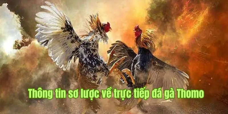 Trực Tiếp Đá Gà Thomo Good88 - Hình Thức Phát Sóng Phổ Biến 4 Đánh giá thông tin sơ lược về trực tiếp đá gà Thomo