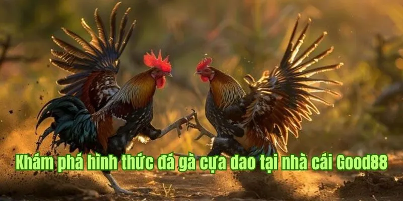 Đá Gà Cựa Dao - Siêu Phẩm Kịch Tính Hàng Đầu Tại Good88 2 Khám phá hình thức đá gà cựa dao tại nhà cái Good88